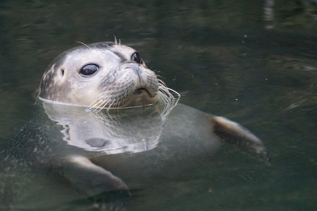 Seehund im Wasser in Ostfriesland als eines der Ausflugsziele für Familien in Ostfriesland