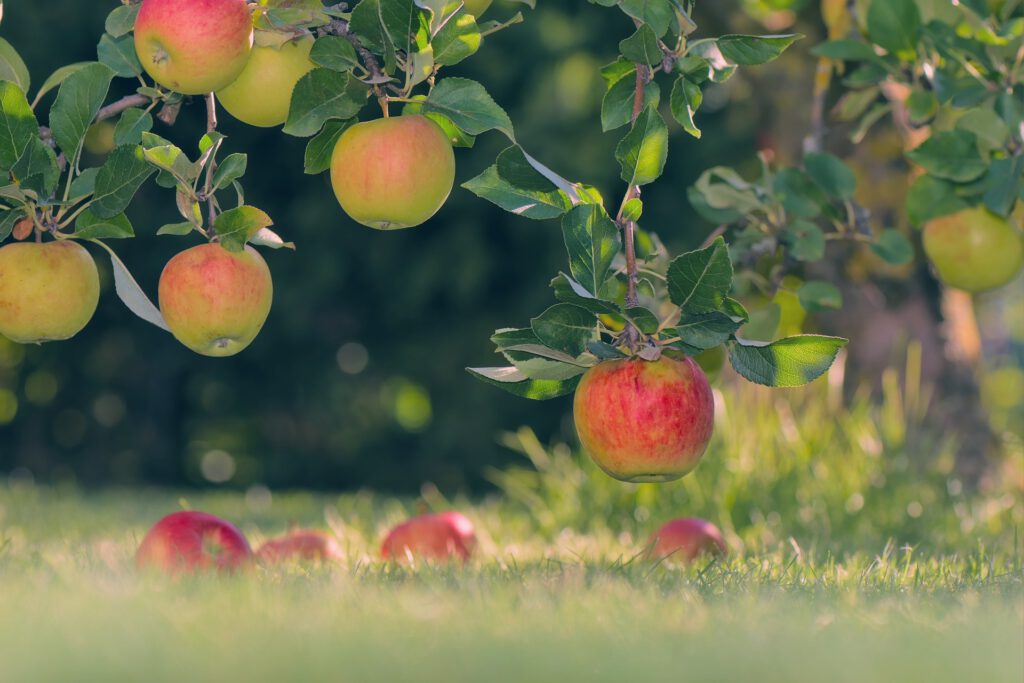 Streuobstwiese mit Äpfeln als eines der Ausflugsziele für Familien in Ostfriesland